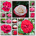 Roses du jardin