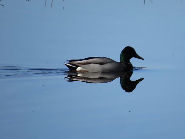 Mallard duck