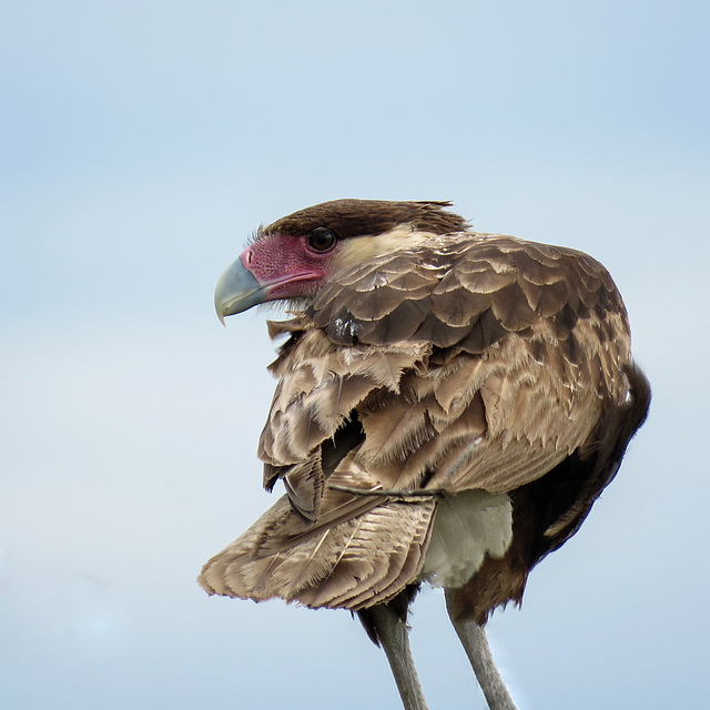 Day 2, Crested Caracara / Caracara cheriway, Rockport