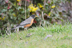 Robin on the grass