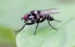 20110519 3152RMw [D~MI] Fliege, Großes Torfmoor, Hille