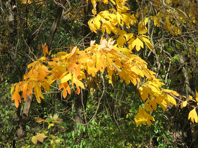 Sassafras leaves.