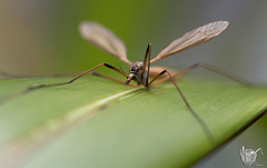 Crane Fly