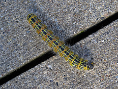 Buff-tip Moth caterpillar