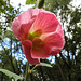 20220908 1641CPw [D~LIP] Stockrose (Alcea rosea), UWZ, Bad Salzuflen