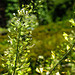 20230531 0548CPw [D~LIP] Hirtentäschel (Capsella bursa-pastoris), UWZ, Bad Salzuflen