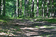 Im Wald