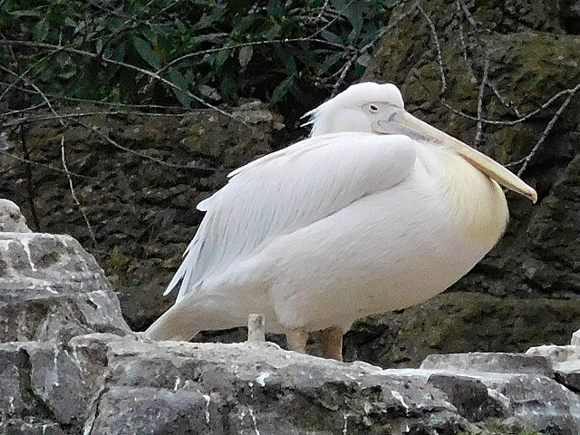 Pelican