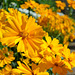 Coreopsis - Parc du Château de Canon