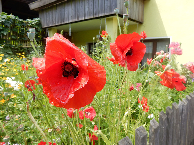 008  Gartenform des Klatschmohns