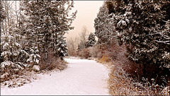 Our driveway.