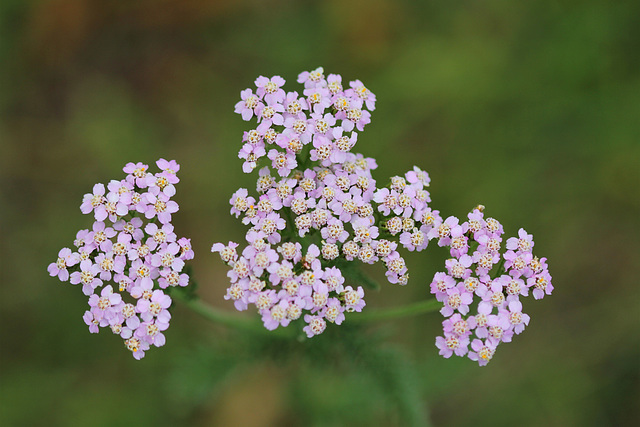 Achillea millefolium (1)