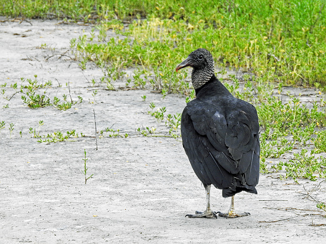 Day 2, Black Vulture, Rockport, Texas