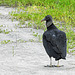 Day 2, Black Vulture, Rockport, Texas