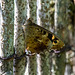 Butterfly (speckled wood)