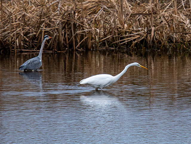 Heron with a great white egret