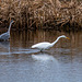 Heron with a great white egret