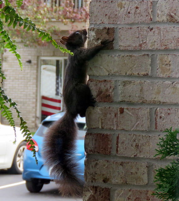 The wall climber.