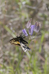 Pale Swallowtail