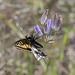 Pale Swallowtail