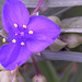 SPIDERWORT..