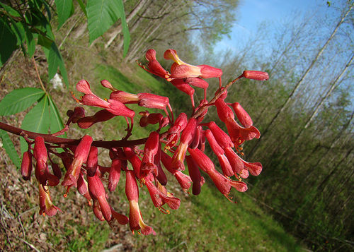 Red Buckeye