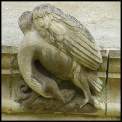 bird grotesque