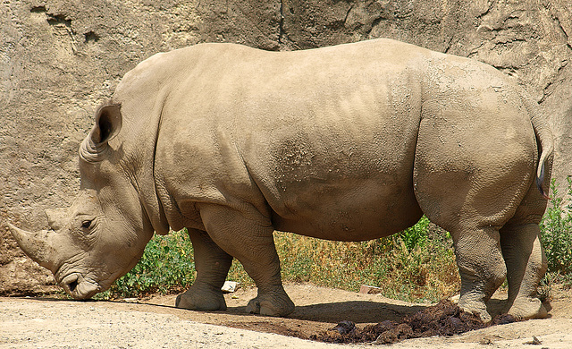 Rhino at Indianapolis Zoo