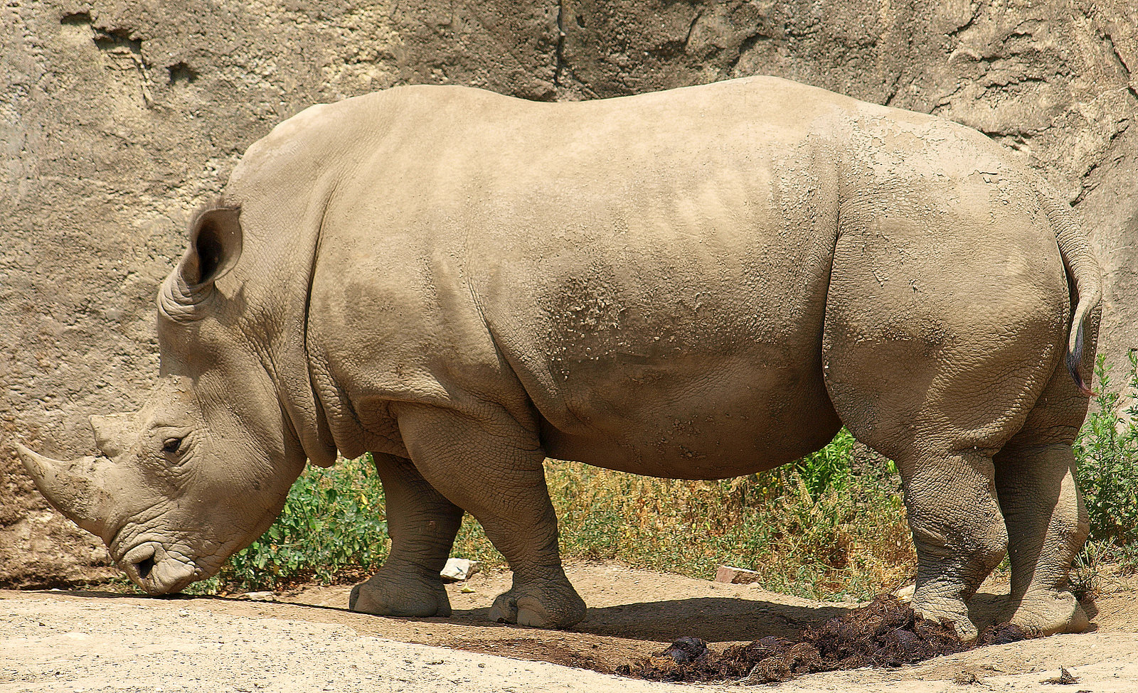 Rhino at Indianapolis Zoo
