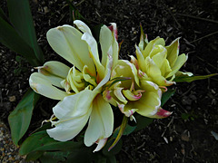 tulipes naines