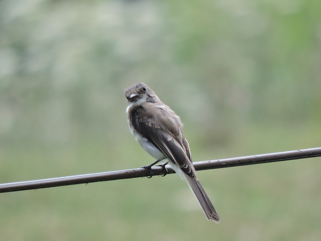 Eastern Kingbird