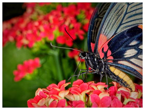 Papilio lowi (PiP)