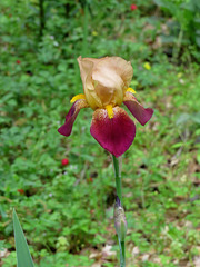 Iris flower