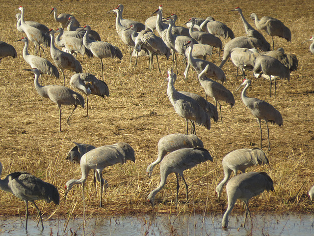 Sandhill cranes