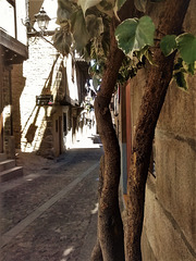 Variegated ivy, Candelario, Sierra de Bejar, Salamanca Province.
