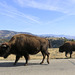 Bison