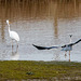 Little egret, great white egret and a heron