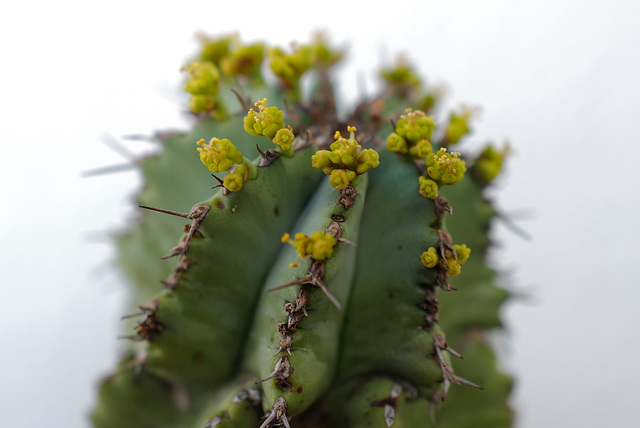 Euphorbia horrida