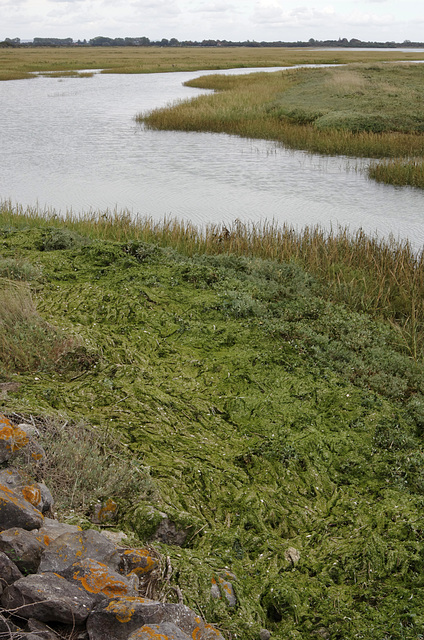 Salt-marsh