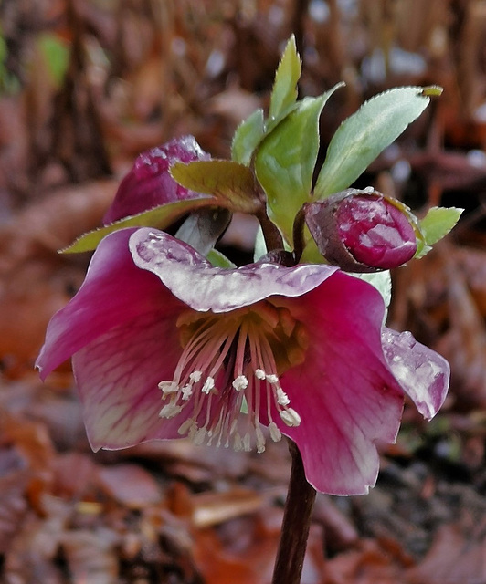 "Pretty Ellen Red" hat es in diesem Jahr besonders eilig...