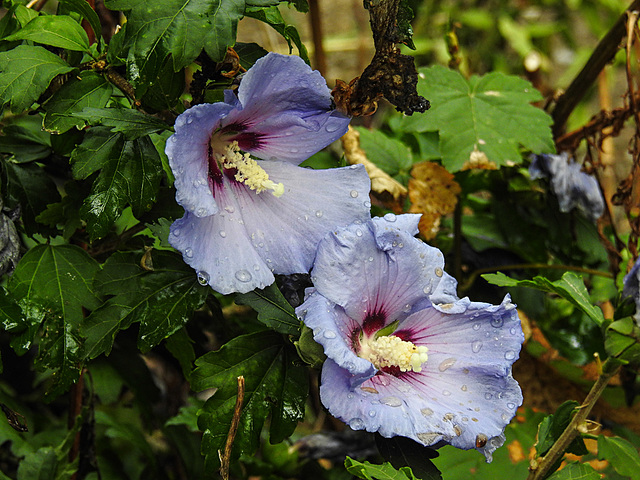 20220908 1643CPw [D~LIP] Straucheibisch (Hibiscus syriacus), UWZ, Bad Salzuflen