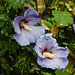 20220908 1643CPw [D~LIP] Straucheibisch (Hibiscus syriacus), UWZ, Bad Salzuflen