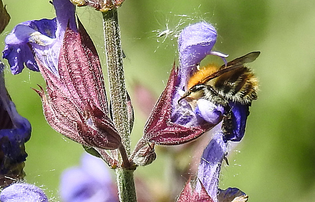 20230531 0552CPw [D~LIP] Hummel, Salbei (Salvia officinalis), UWZ, Bad Salzuflen