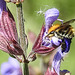 20230531 0552CPw [D~LIP] Hummel, Salbei (Salvia officinalis), UWZ, Bad Salzuflen