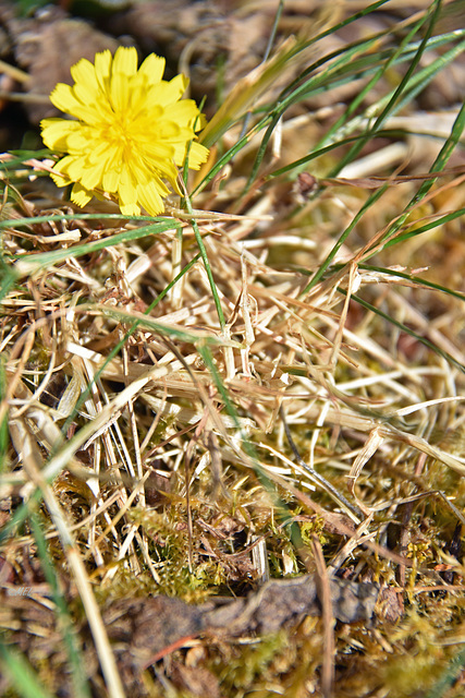 316. - 03.07.2023 - Vertrocknetes Gras 316. - 03.07.2023 - Vertrocknetes Gras