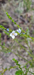 Boronia Monarto Conservation Park South Australia