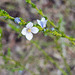 Boronia Monarto Conservation Park South Australia