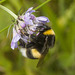 IMG 0766 Bumblebee-2