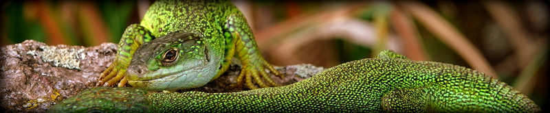 Lézard vert ( Lacerta bilineata ), la femelle