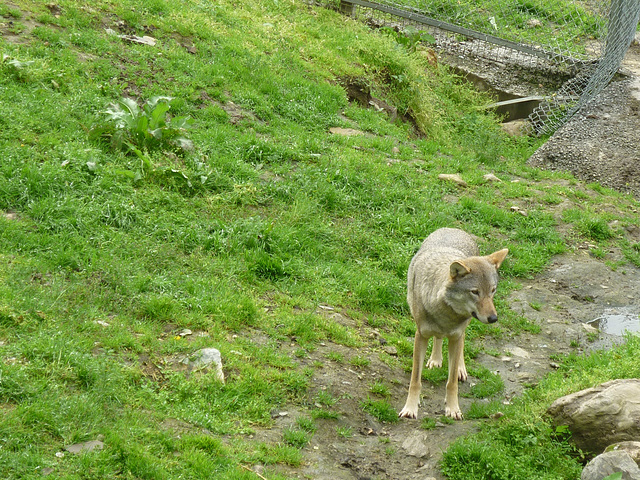 Loup ,craintif